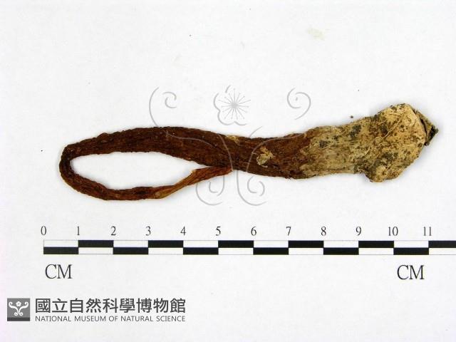 登錄號:F0022284藏品圖，第3張