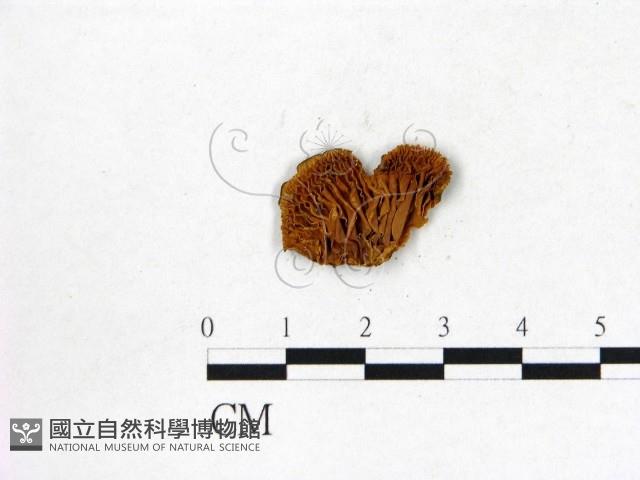登錄號:F0002284藏品圖，第3張