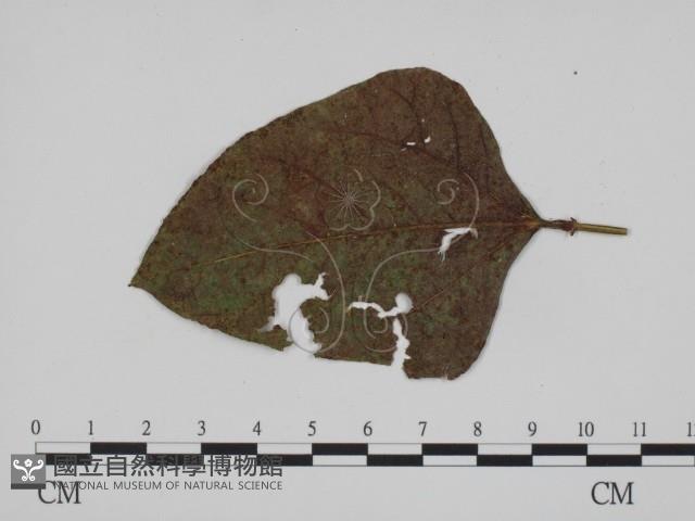 登錄號:F0012284藏品圖，第3張