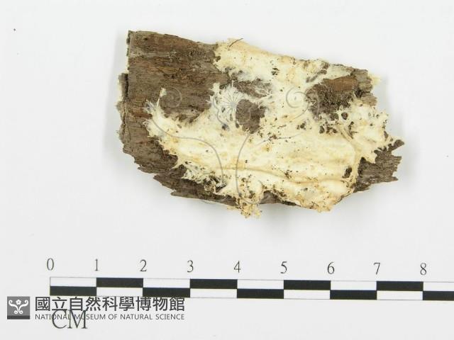 登錄號:F0017284藏品圖，第1張