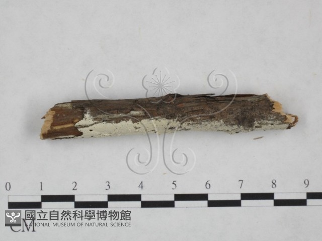 冇骨消絲齒菌藏品圖，第3張