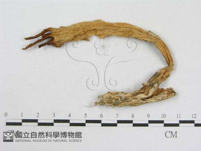 登錄號:F0005284藏品圖，第3張