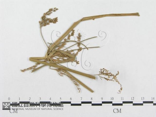 登錄號:F0019284藏品圖，第1張