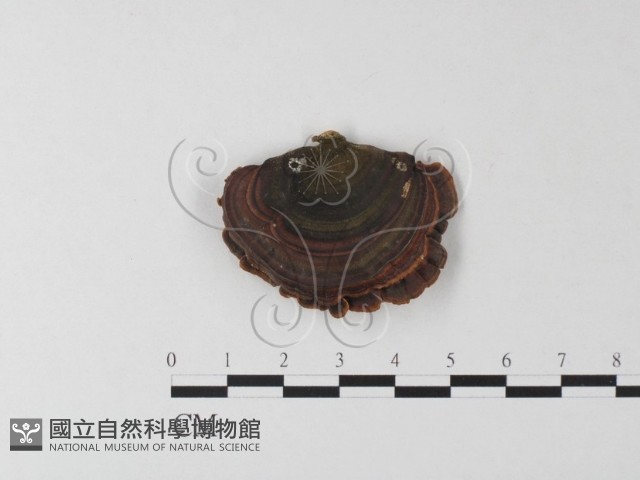 相鄰小孔菌藏品圖，第3張