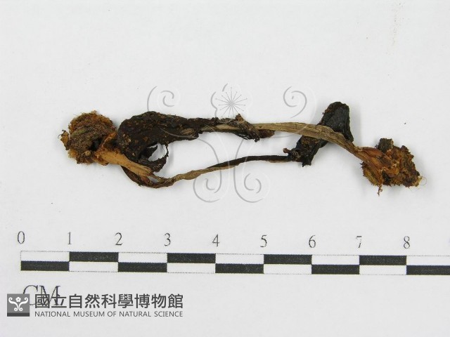 輻毛鬼傘藏品圖，第3張