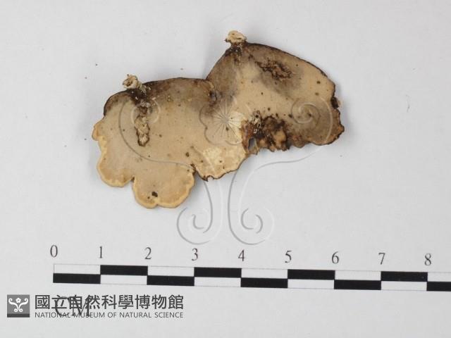 相鄰小孔菌藏品圖，第3張