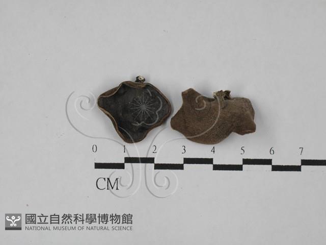 毛木耳藏品圖，第3張