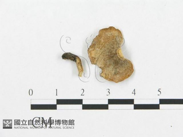 登錄號:F0018884藏品圖，第1張