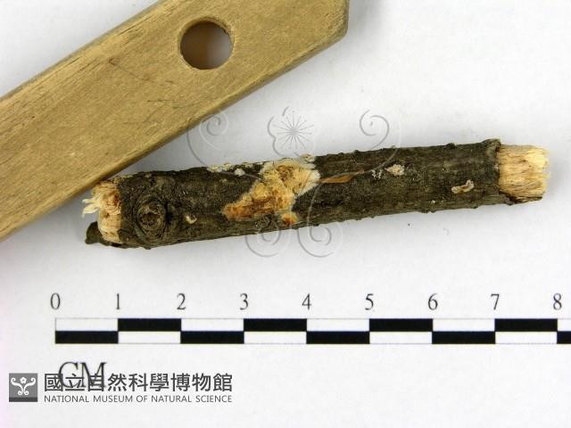 射脈菌屬藏品圖，第3張