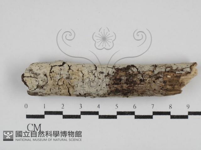 剛毛絲皮菌藏品圖，第1張