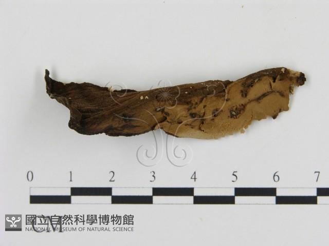 登錄號:F0006884藏品圖，第3張