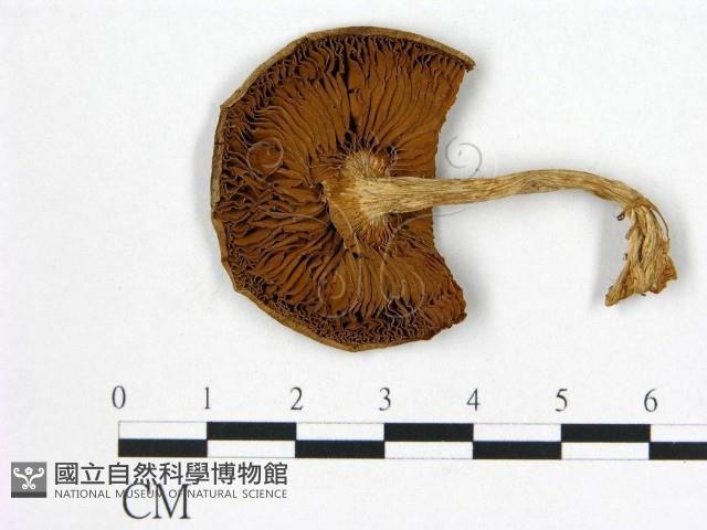 登錄號:F0021884藏品圖，第3張