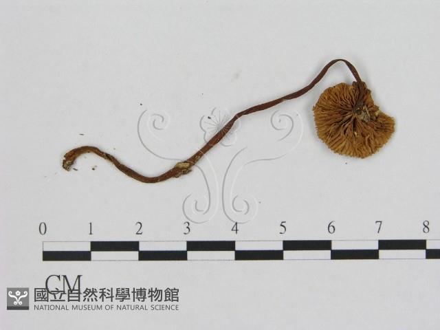 登錄號:F0001884藏品圖，第3張