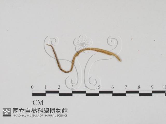 登錄號:F0011884藏品圖，第3張