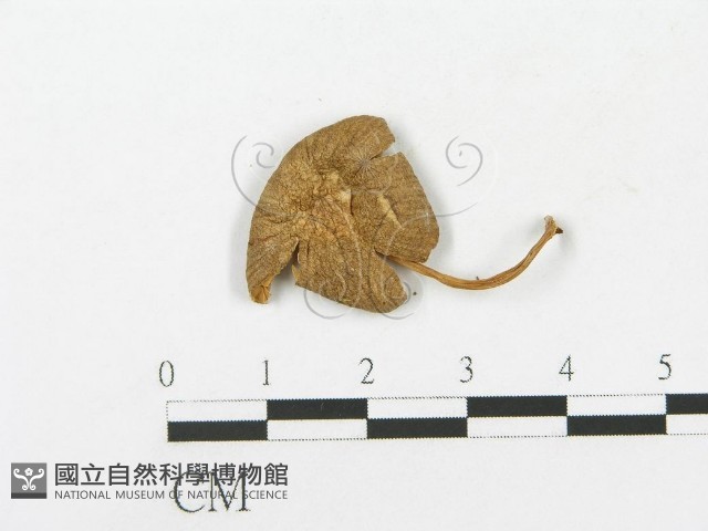 登錄號:F0004884藏品圖，第3張