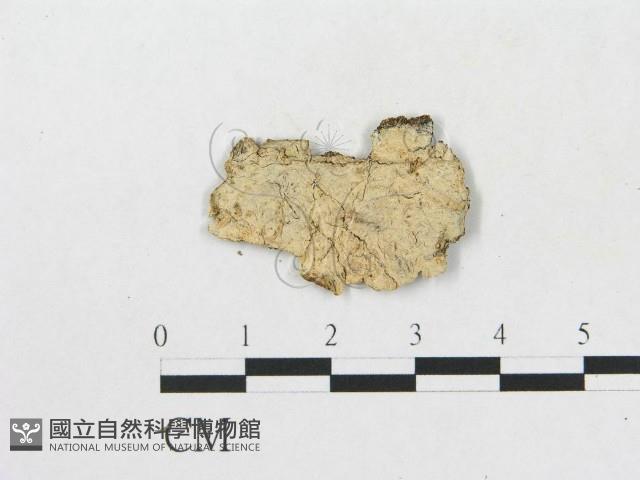 登錄號:F0002884藏品圖，第1張