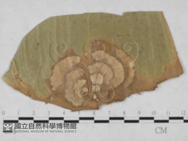 登錄號:F0027884藏品圖，第1張