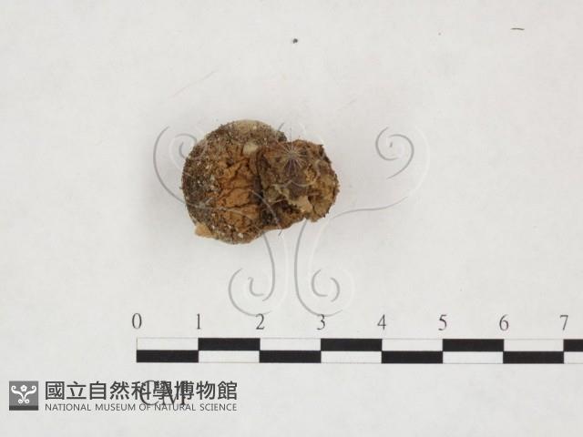 登錄號:F0025884藏品圖，第3張