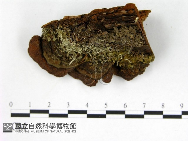登錄號:F0005884藏品圖，第3張