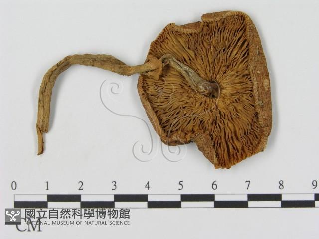 登錄號:F0015884藏品圖，第3張