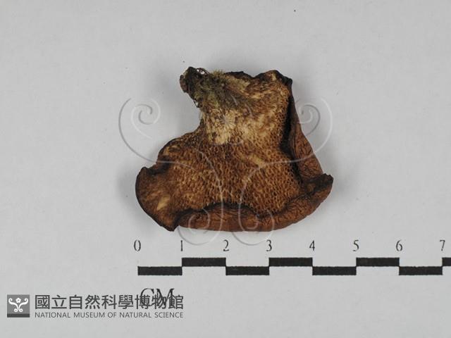 登錄號:F0028984藏品圖，第3張