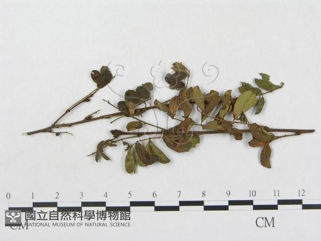 登錄號:F0018984藏品圖，第1張