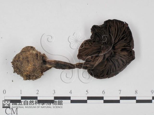 登錄號:F0021984藏品圖，第3張