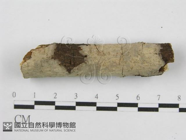 登錄號:F0011984藏品圖，第3張