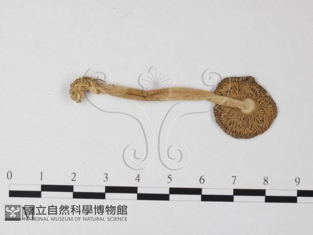 登錄號:F0012984藏品圖，第3張