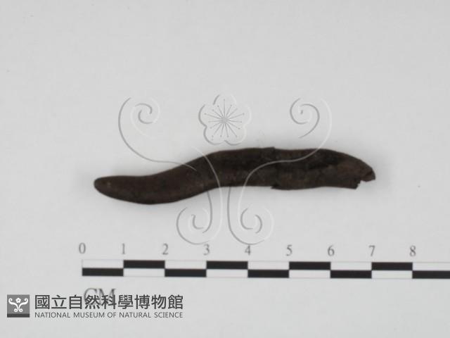 炭角菌屬藏品圖，第3張