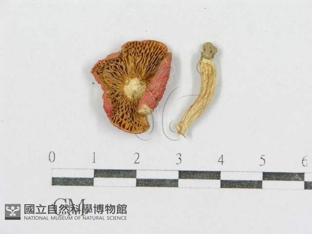 紅菇屬藏品圖，第3張