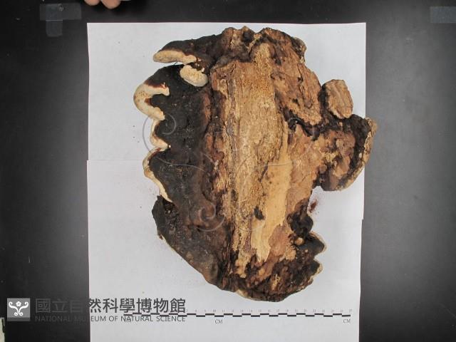 松生擬層孔菌藏品圖，第3張