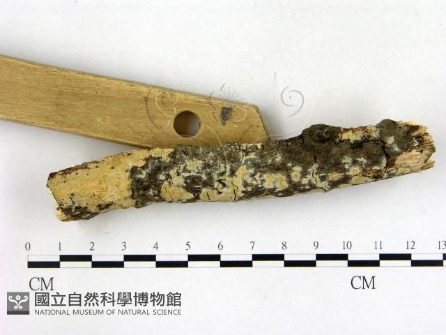 登錄號:F0019984藏品圖，第3張