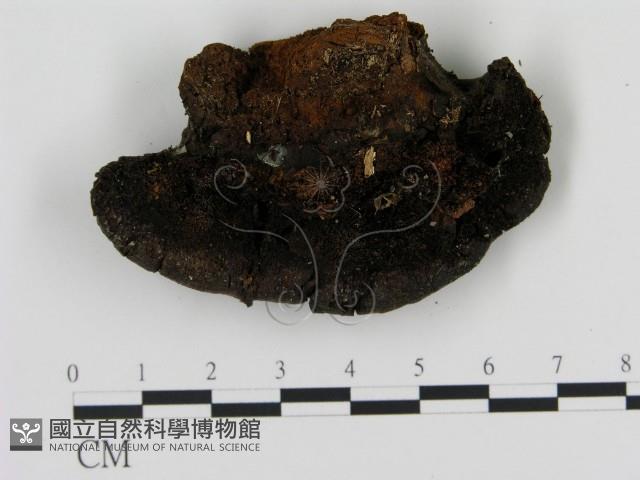 登錄號:F0013984藏品圖，第3張