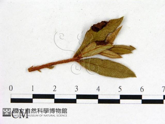 登錄號:F0020684藏品圖，第3張