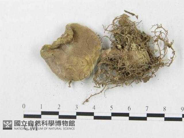 登錄號:F0010684藏品圖，第3張