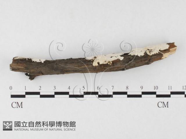 登錄號:F0026684藏品圖，第3張