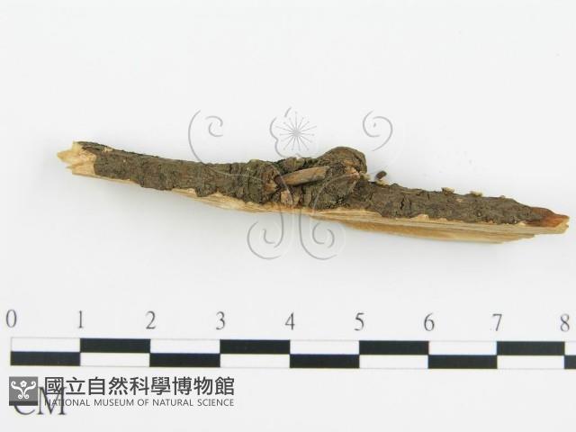 登錄號:F0016684藏品圖，第3張