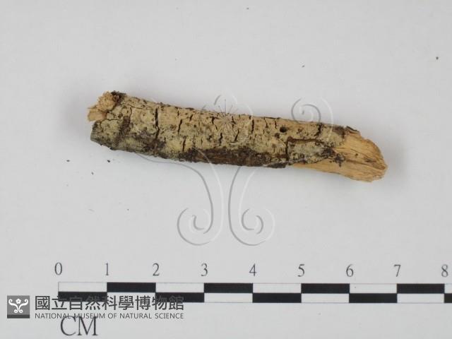 登錄號:F0021684藏品圖，第3張