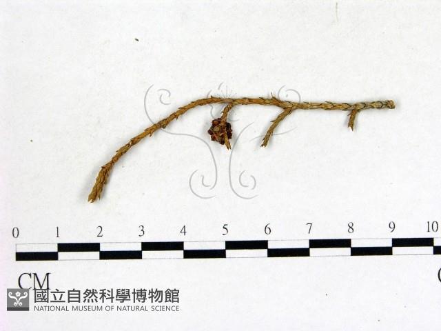 登錄號:F0011684藏品圖，第3張