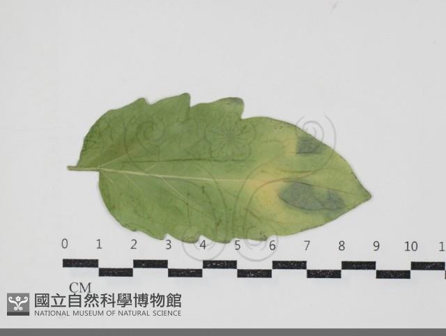 登錄號:F0034684藏品圖，第3張