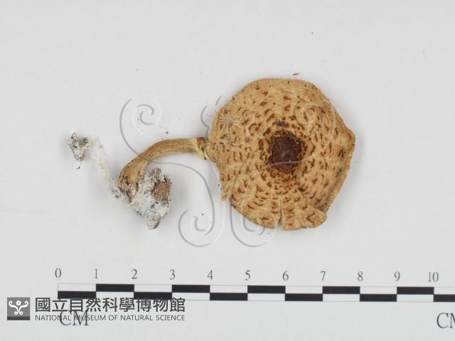 登錄號:F0012684藏品圖，第3張