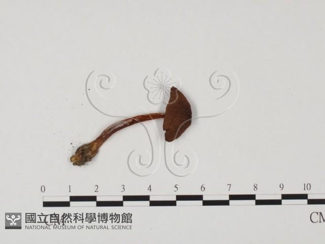 小菇屬藏品圖，第3張