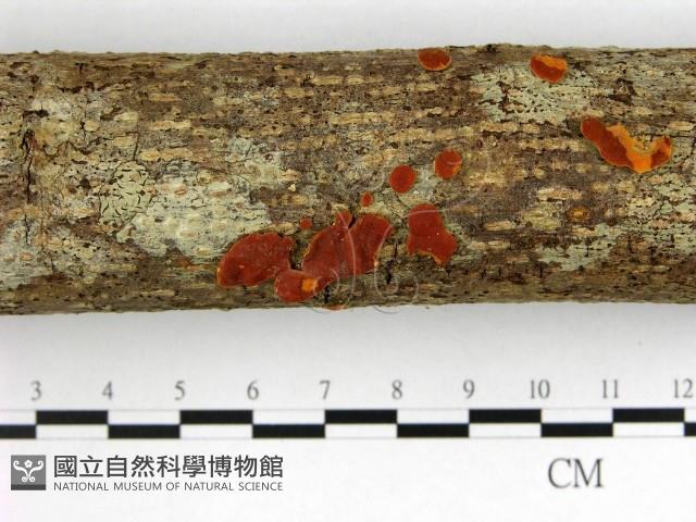 登錄號:F0005684藏品圖，第3張