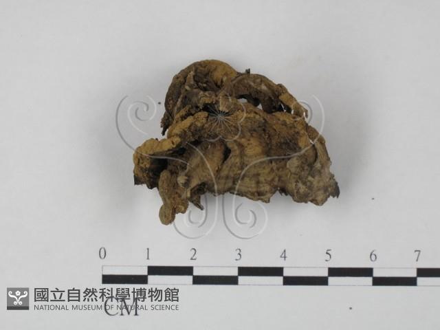 革菌屬藏品圖，第3張