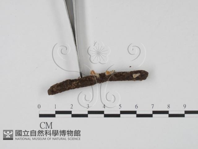 登錄號:F0003684藏品圖，第3張