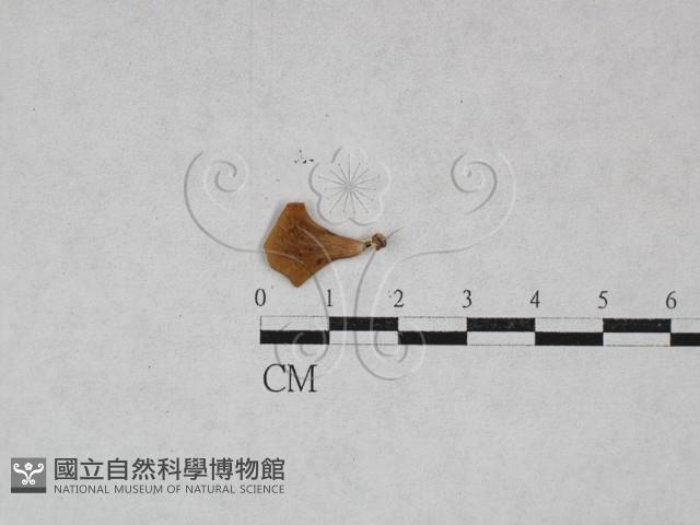 多孔菌屬藏品圖，第3張