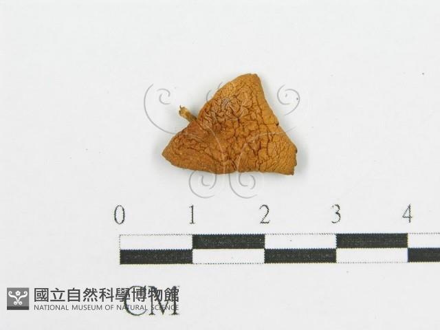 登錄號:F0008484藏品圖，第3張