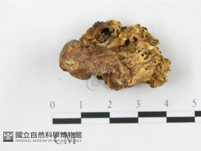 登錄號:F0020484藏品圖，第3張
