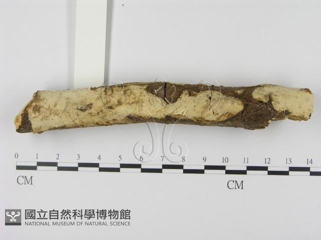 登錄號:F0000484藏品圖，第3張